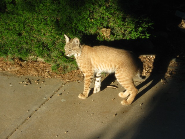 052912 Bobcats